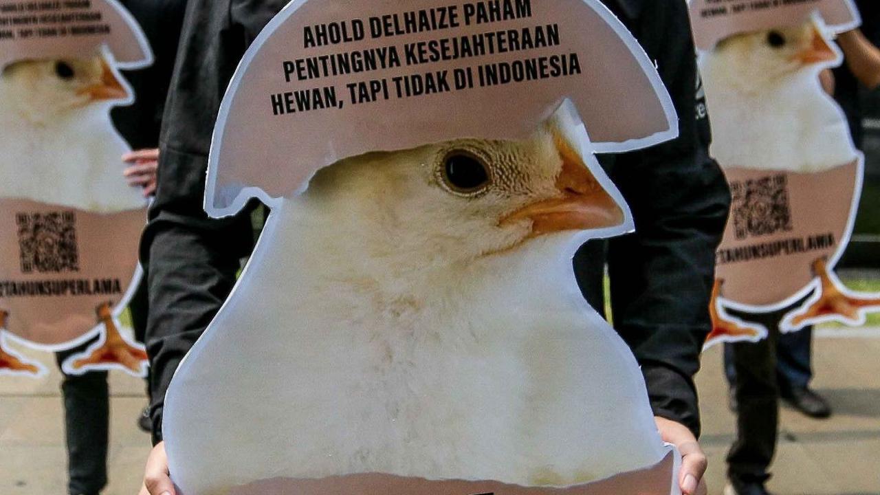 FOTO: Protes Peternakan Ayam Kandang Baterai, Aktivis AFFA: "Jangan Biarkan Ayam Menderita Selama 12 Tahun'"