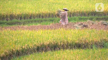 Petani melakukan panen padi jenis IR 64 di kawasan Sukamakmur, Bogor, Jawa Barat, Kamis (5/1/2022). Harga gabah kering di tingkat petani saat ini mengalami kenaikan Rp 500 menjadi Rp 7000/kg disebabkan curah hujan yang tinggi sehingga menyebabkan panen padi tertunda. (merdeka.com/Arie Basuki)