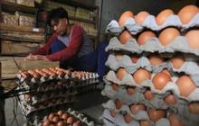 Curhat Peternak Ayam: Bertahan di Tengah Anjloknya Harga Telur