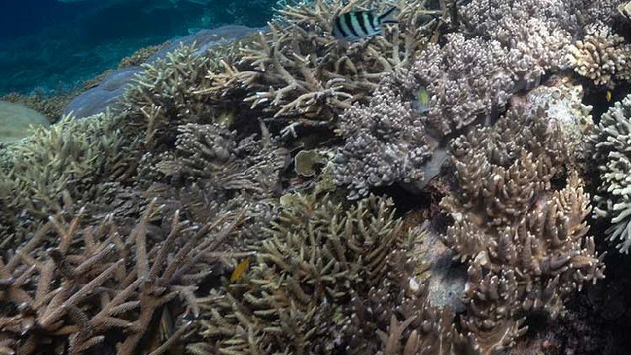 FOTO: Penampakan Indahnya Surga Bawah Laut Raja Ampat, Destinasi Diving Terbaik di Dunia