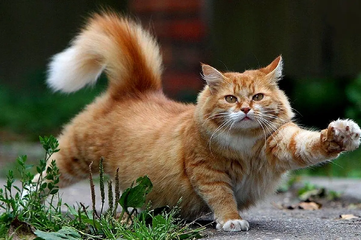 Pro Kontra Kucing Sama dengan Hama, Kamu di Pihak yang Mana?
