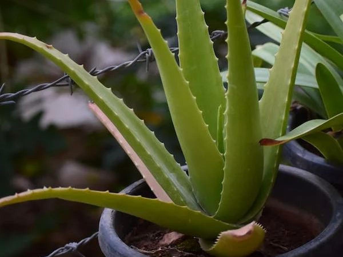 8. Lidah Buaya: Elastisitas Kulit yang Terjaga