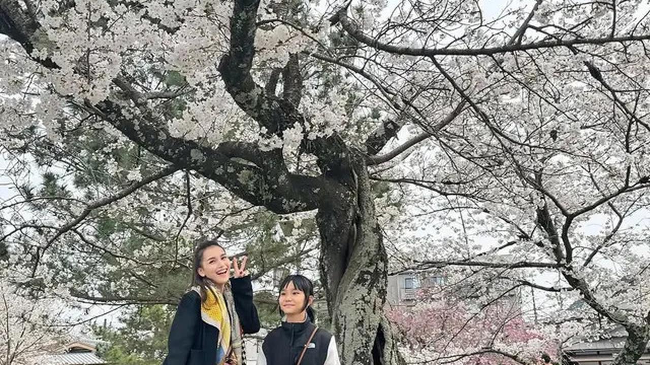 7 Potret Ayu Ting Ting Berburu Sakura di Jepang, Ajak Keluarga Besar