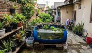 9 Ide Kolam Ikan Gabus Mini dari Wadah Bekas untuk Halaman Sempit, Kreatif dan Hemat Biaya