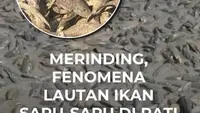 Merinding Fenomena Lautan Ikan Sapu-Sapu di Pati