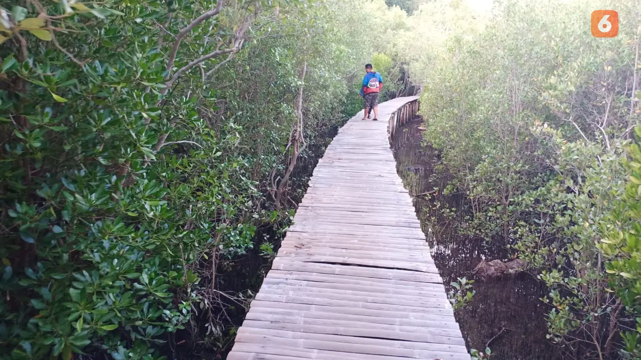 Hutan Mangrove