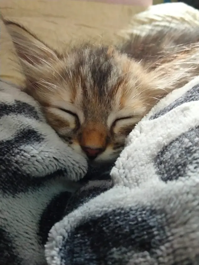 Ilustrasi kitten