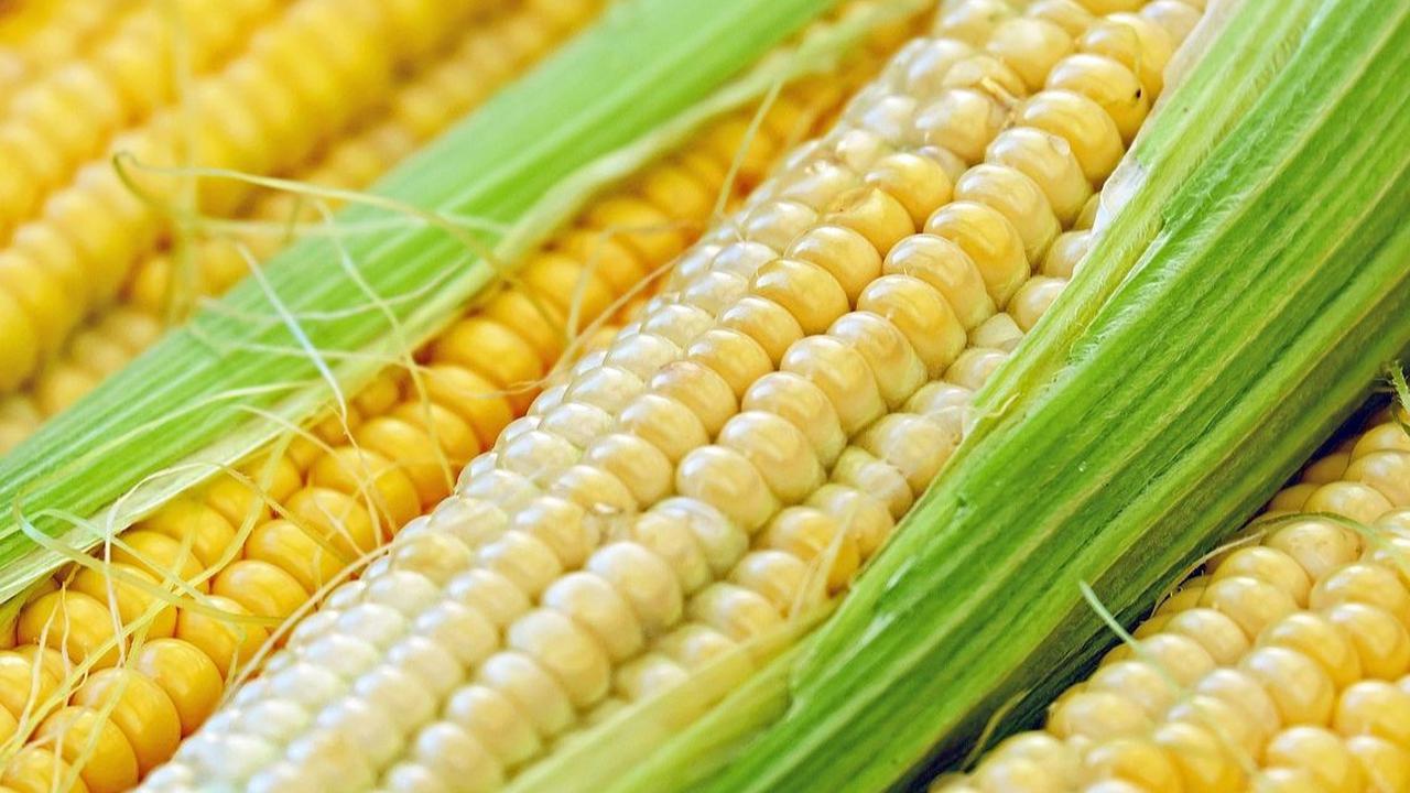 Manfaat Jagung untuk Anak