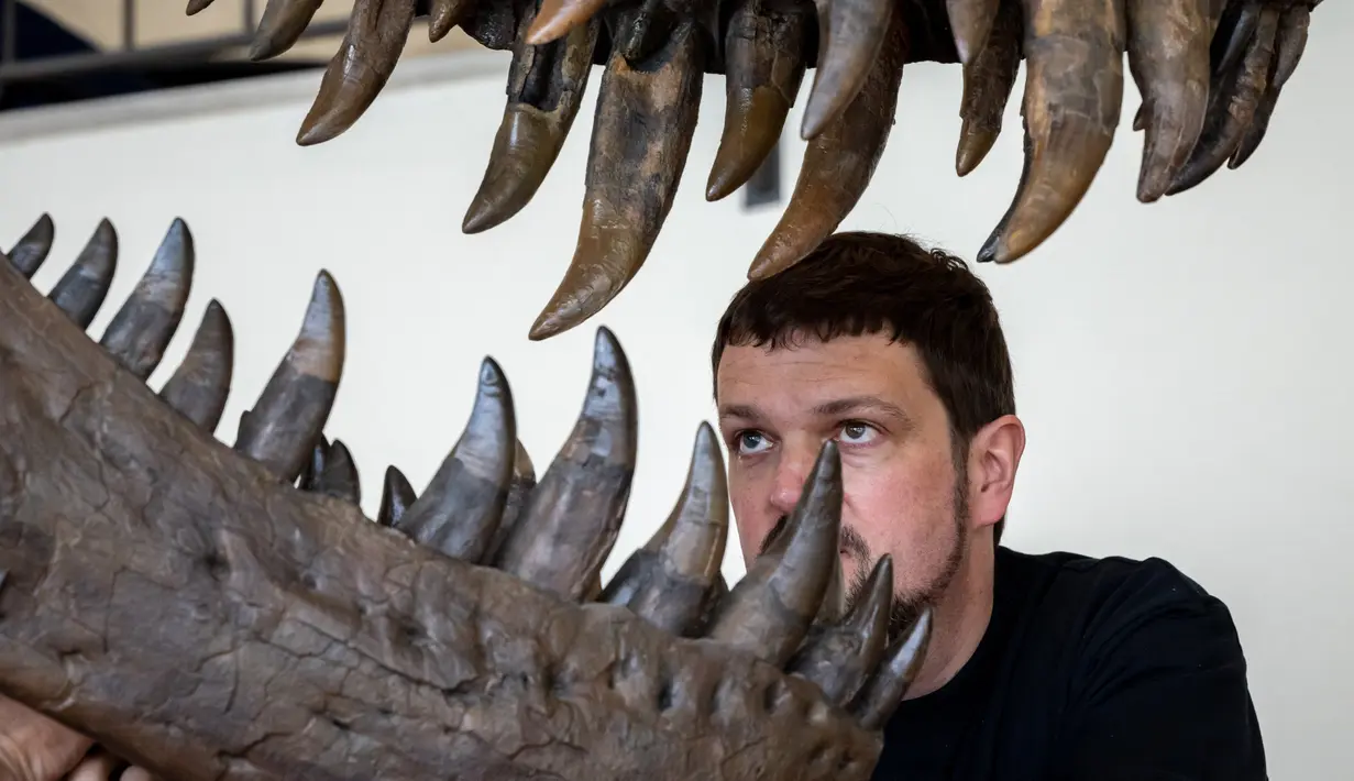 Yolanda Schicker-Siber dengan hati-hati mengencangkan tulang cakar yang runcing dengan kawat logam tipis, memberikan sentuhan akhir pada kerangka Tyrannosaurus-Rex raksasa sebelum lelang langka di Swiss bulan depan. (Photo by ARND WIEGMANN / AFP)