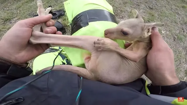 Joey, bayi kanguru yang jatuh terpisah dari kantong ibunya.