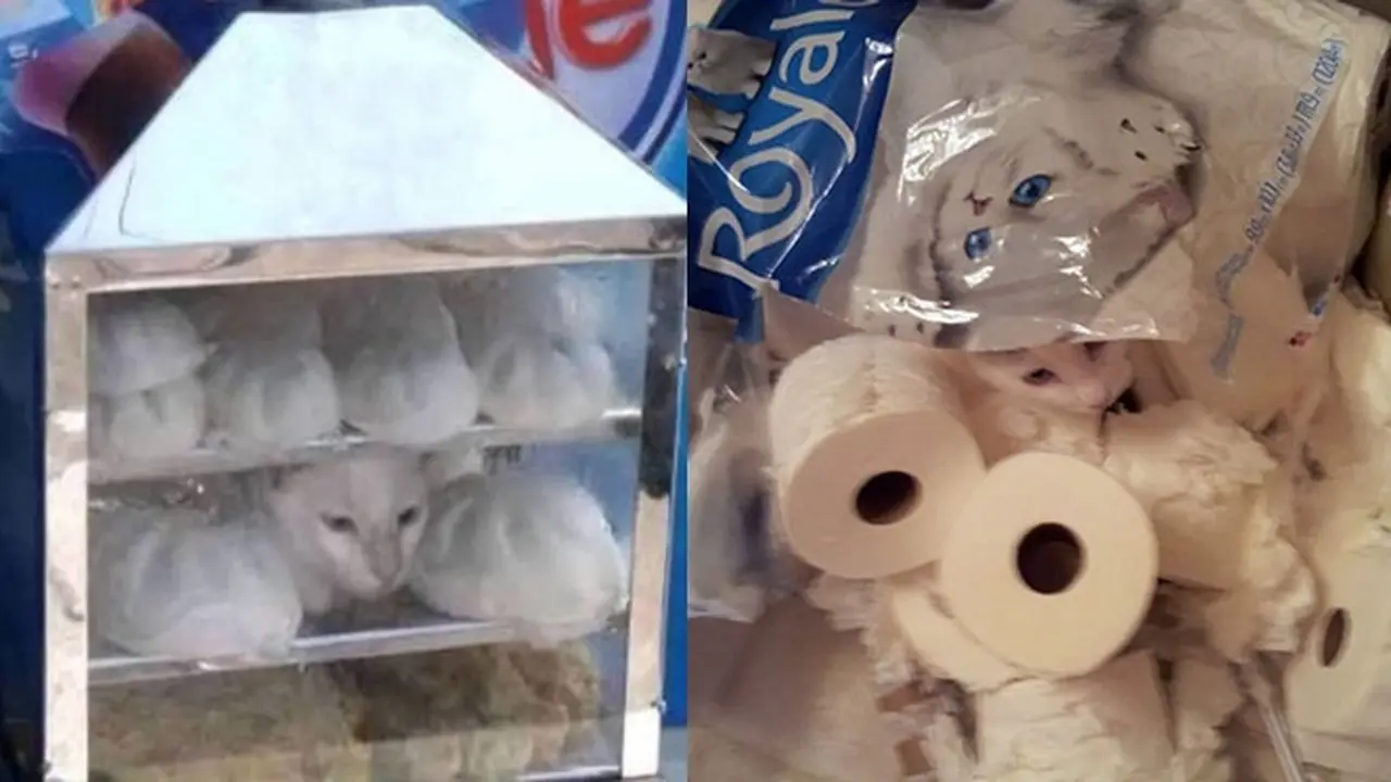 6 Tingkah Kucing Putih Saat Berkamuflase, Sulit Ditemukan