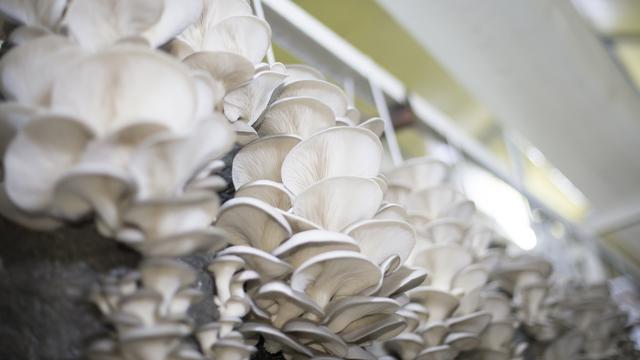 Jamur Tiram (iStock)