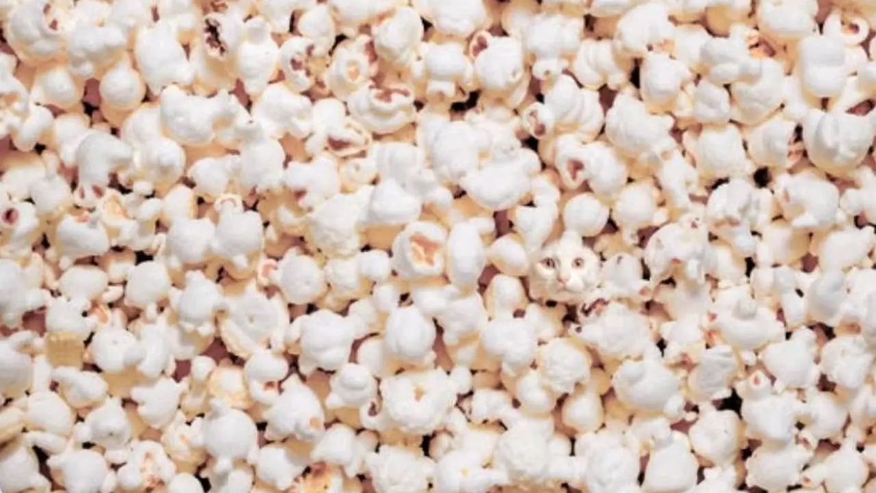 Temukan Kucing Tersembunyi di Antara Popcorn