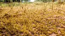 Sekawanan belalang gurun menyerbu beberapa wilayah di Kota Mwingi di Kitui County, Kenya (20/2/2020). Fenomena cuaca ekstrem akibat krisis iklim menjadi normal baru di kawasan Tanduk Afrika saat aktivitas siklon dan hujan lebat menyebabkan peningkatan belalang gurun.  (Xinhua/Zhang Yu)