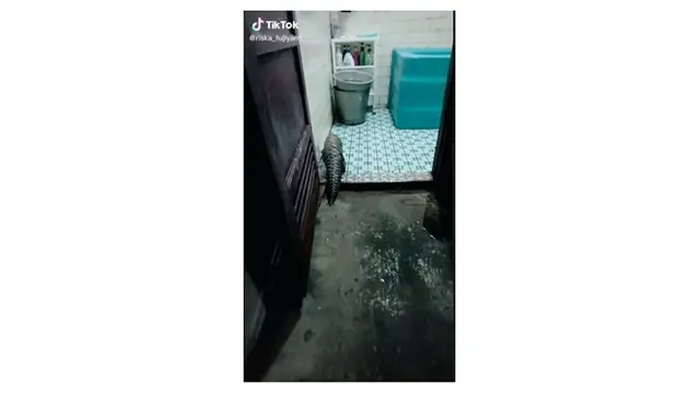 Viral Trenggiling Masuk ke Dalam Rumah, Hewan Langka yang Terancam Punah