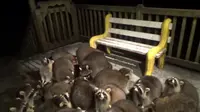 "Raccoon Whisperer” begitulah sebutan pria bernama James Blackwood ini, James adalah pensiunan polisi dari Canadian Mounted Police yang tinggal di pantai timur Kanada di Provinsi Nova Scotia. ( boredpanda.com.)