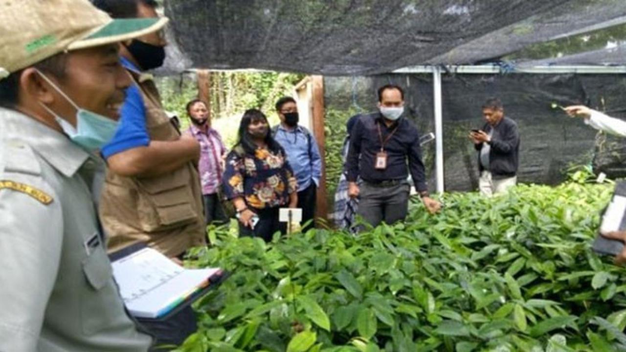 95 Persen Produksi Cengkeh untuk Menunjang Industri Rokok