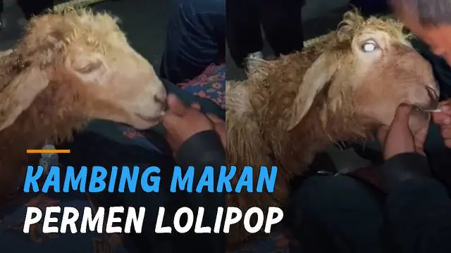 Seekor kambing memakan permen lolipop berwarna hijau yang sedang dimakan seorang bocah.