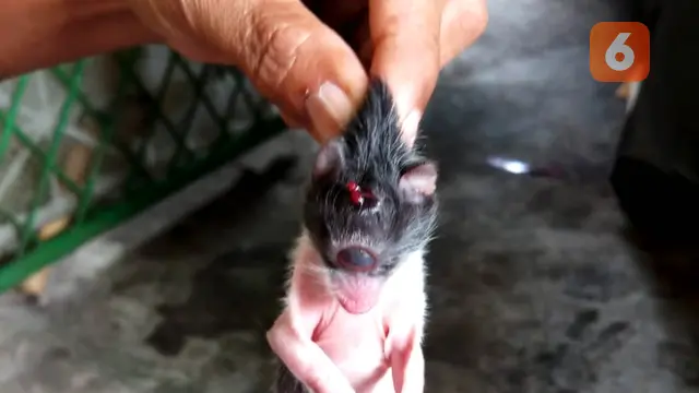 Kucing Bertanduk Mata Satu Lahir di Bengkulu, Dajjal ??