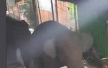 Sepasang Gajah Masuk Pasar Hebohkan Warga OKI