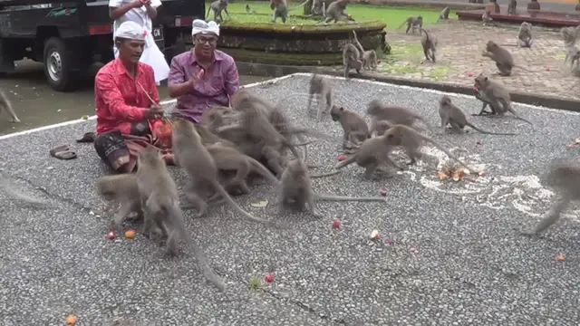 kera berebut makan di Alas Kedaton