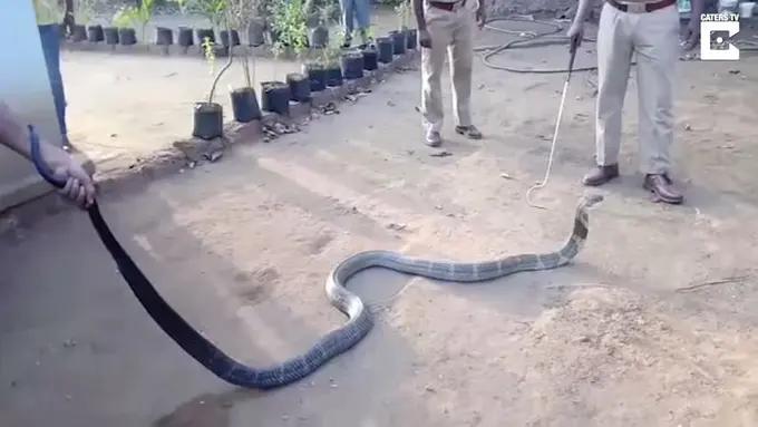 [Bintang] Bukan Mau Gigit, Ular Kobra Ini Cuma Mau Minta Minum