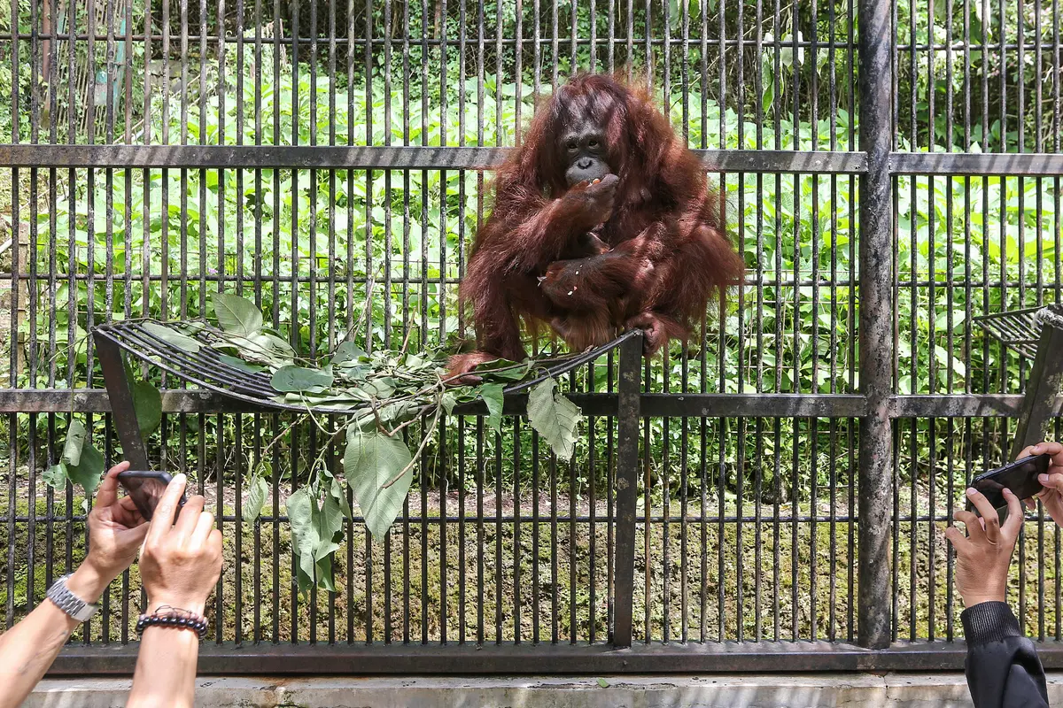 Fitri, Bayi Orangutan yang Lahir Pada Suasana Hari Raya Idul Fitri di Taman Safari Indonesia.