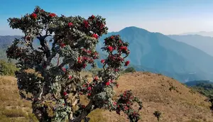 Gunung Kennedy di Myanmar. (Dok: IG @zinwaitint&nbsp;https://www.instagram.com/p/B8F9EpOhf5J/?igsh=OGJiMmliMzNydXNx)