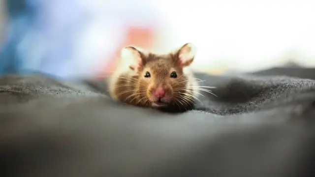 Arti Mimpi Tikus Berdasarkan Warnanya