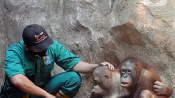 Penjaga kandang membelai Orangutan Sumatra (Pongo Abelii) di Taman Margasatwa Ragunan (TMR), Jakarta, Selasa (23/2/2021). Walau masih tutup akibat pendemi COVID-19, pelayanan terhadap satwa di TMR tetap berjalan setiap hari dan sesuai protokol kesehatan. (merdeka.com/Arie Basuki)