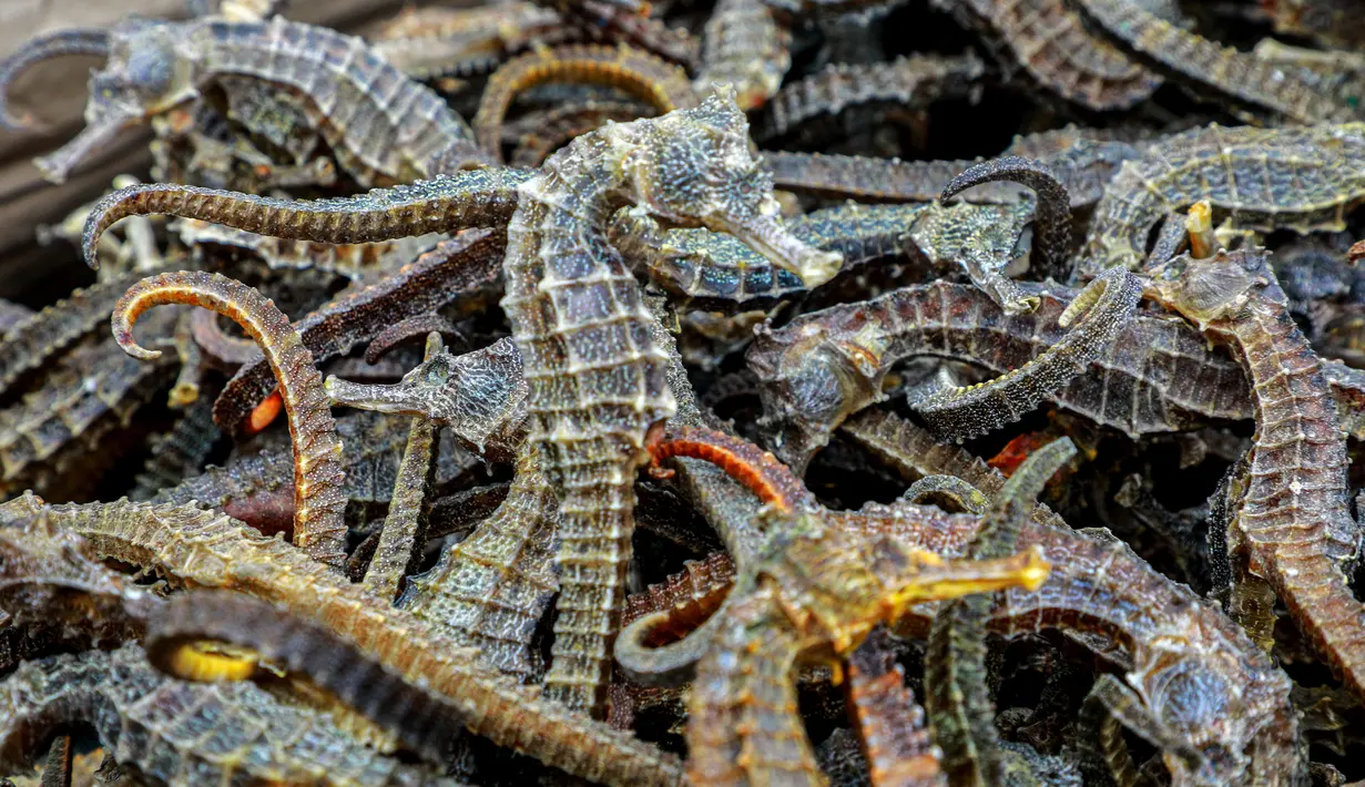 Penampakan kuda laut yang disita dari sebuah kapal di Pelabuhan Callao, Peru, Senin (30/9/2019). Peru telah melarang penangkapan dan komersialisasi kuda laut sejak Agustus 2004. (Peruvian Ministry of Production/AFP)