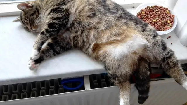 8 Potret Ini Buktikan Kucing Bisa Tidur di Mana Saja