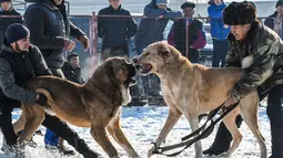 Dua pria memegang masing-masing anjing Alabay miliknya saat bersiap  memulai pertarungan di arena pertarungan bersalju di Kota Bishkek, Kyrgyzstan (18/11). (AFP Photo/Vyacheslav Oseledko)