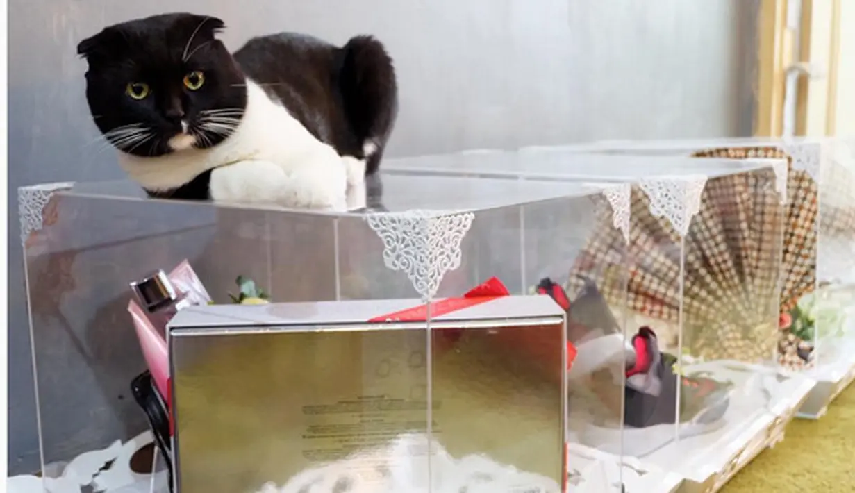 Ada salah satu foto yang menarik perhatian. Seserahan yang dipakai bersantai seekor kucing. "Seserahan malah jadi tempat nyantai. Dasar @chong.fen," tulis perempuan 29 tahun kelahiran Jakarta itu. (Instagram/tyasmirasih)