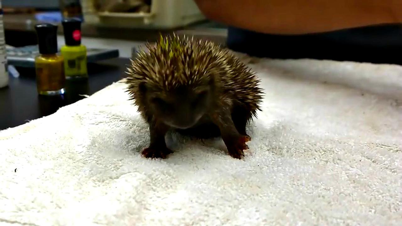 Pengalaman Bayi Landak Dengan Pewarna Kuku