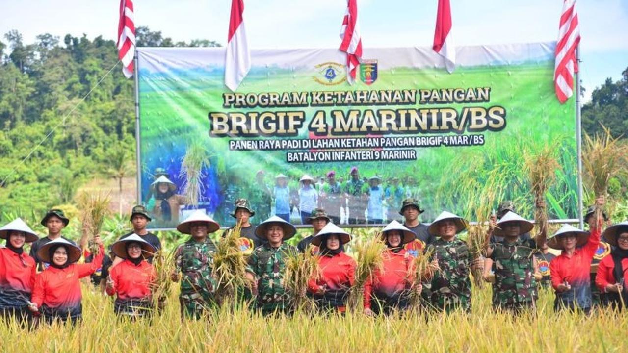 Panen Raya Padi Marinir: Brigif 4 Marinir Kembali Panen di Lahan 22 Hektare, Berapa Ton Hasilnya?