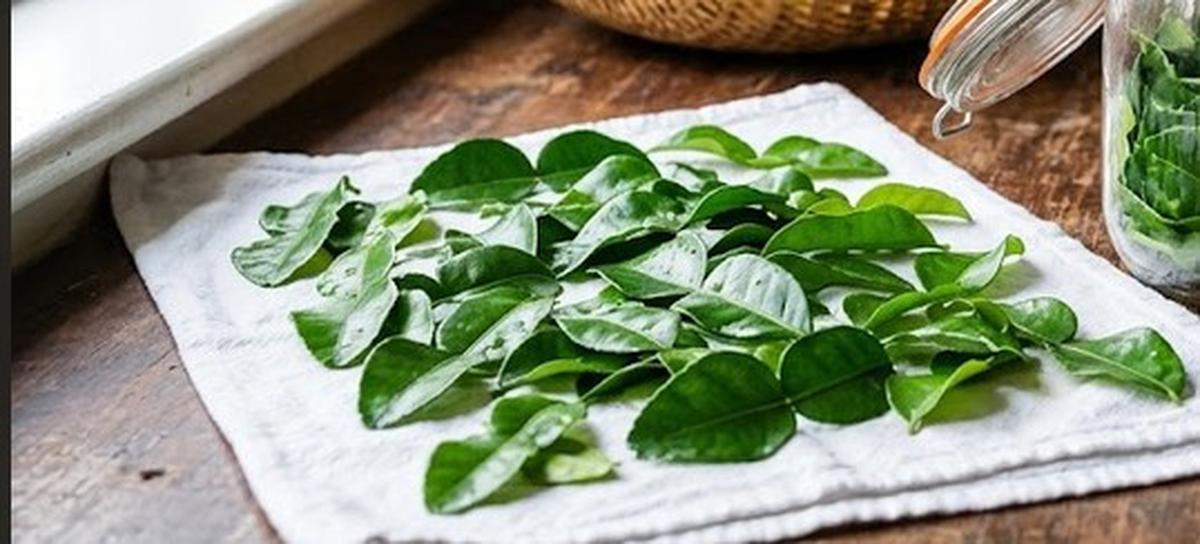 Cara Menyimpan Daun Jeruk agar Tetap Harum dan Tidak Cepat Kering (AI Generated)