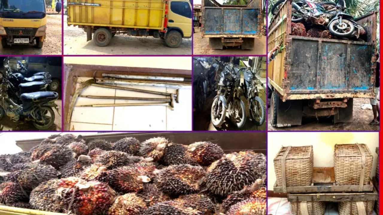 6 Petani Kepergok Curi 5,6 Ton Sawit di Lampung