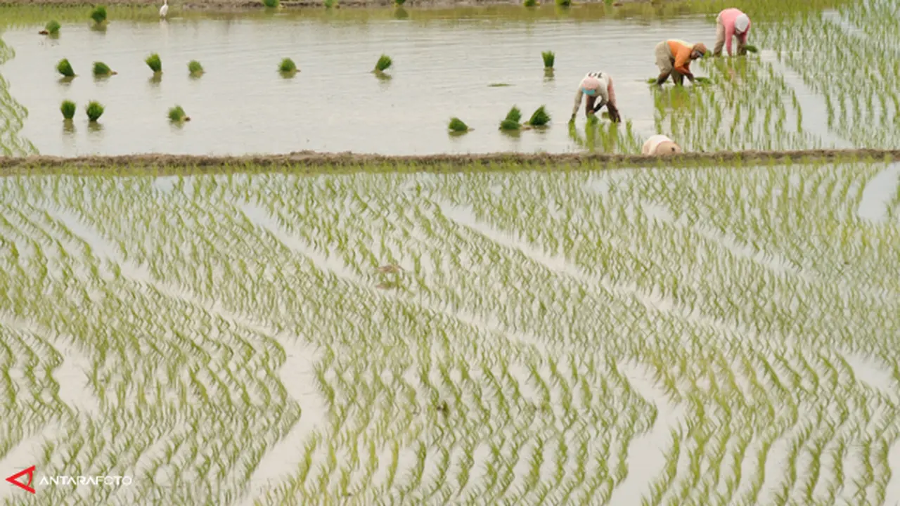 sawah-140103-b.jpg