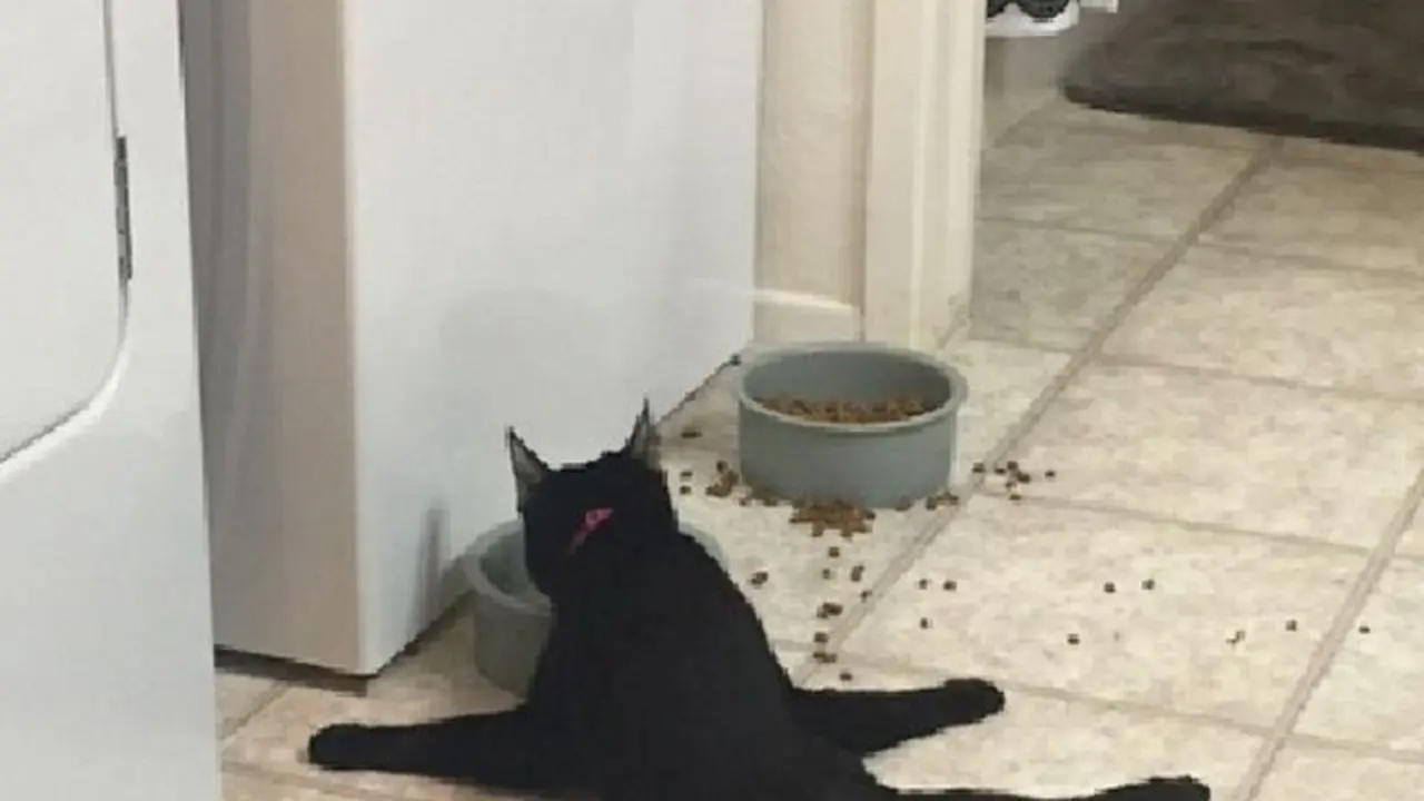 Kucing Makan