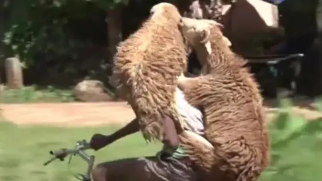 6 Potret Angkut Kambing Pakai Sepeda Ini Butuh Perjuangan, Totalitas