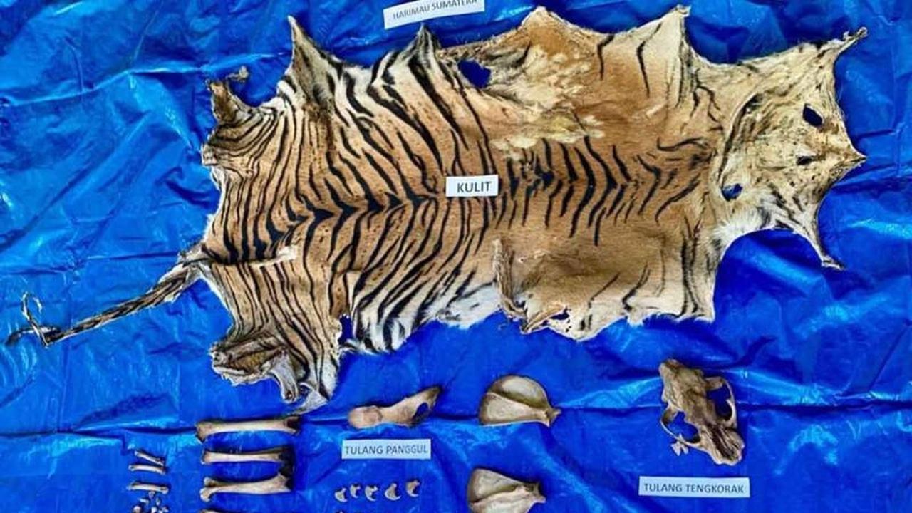 Terungkap! Jaringan Perdagangan Kulit Harimau Sumatera Terancam Punah, Polda Aceh Tangkap Pelaku SB