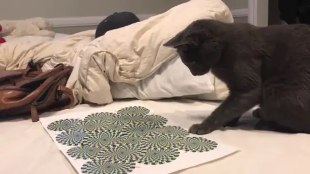 Kucing Melihat Ilusi