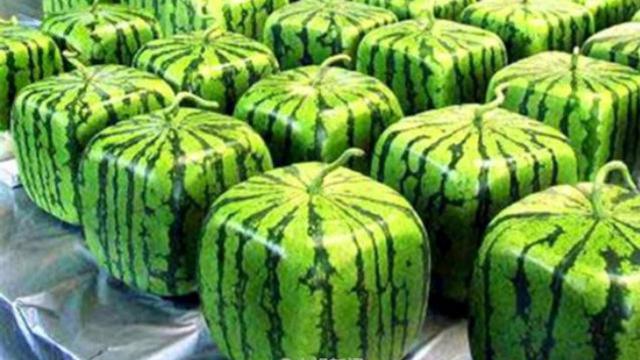 Semangka Bentuk Hati Dibandrol Rp 1,2 Juta, Tertarik Membeli?