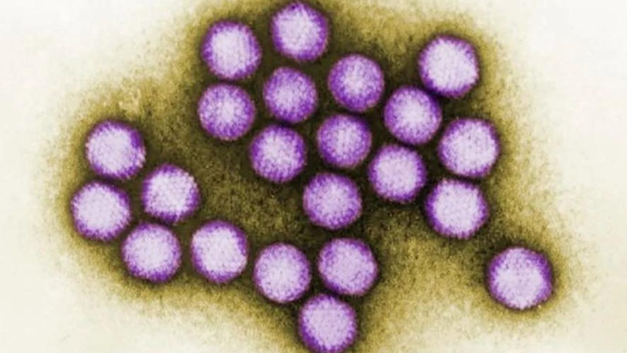 Dari analisis tersebut, para peneliti berhasil menemukan virus tertua yang pernah ditemukan.&nbsp;
