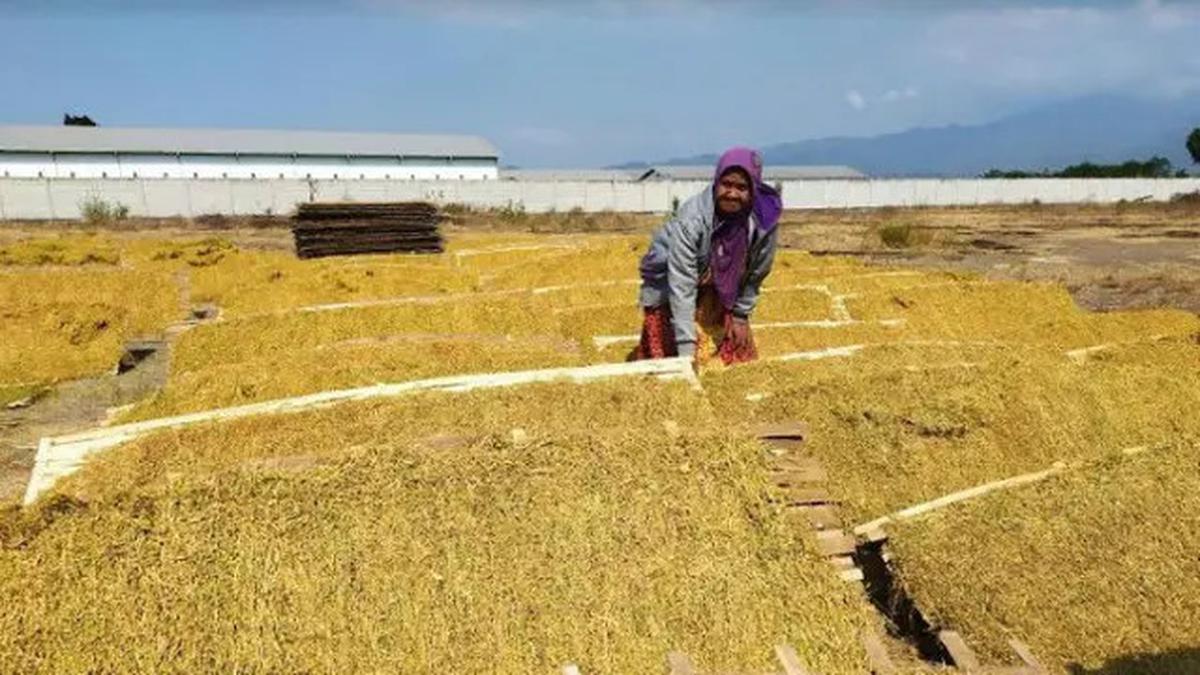 Serap 45% Pekerja Sektor Pertanian, Perkebunan Rakyat jadi Motor Penggerak Ekonomi Desa