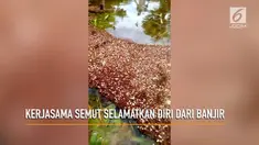 Jutaan semut api membuat pertahanan dari tubuhnya sendiri untuk selamat dari banjir.