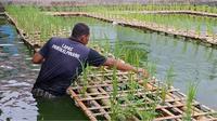 Warga binaan Lembaga Pemasyarakatan (Lapas) Kelas IIA Pangkalpinang, memanfaatkan kolam ikan nila untuk menanam padi.