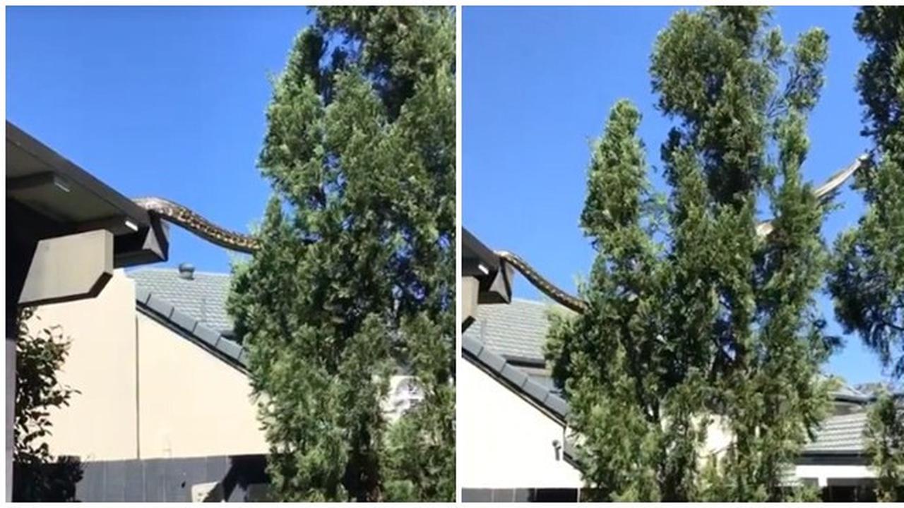 Momen Ular Piton Jumbo Merayap di Atap Rumah ke Pohon Ini Bikin Merinding