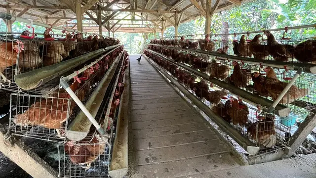 Kandang Ayam Petelur Milik Nahtadia di Cibodas